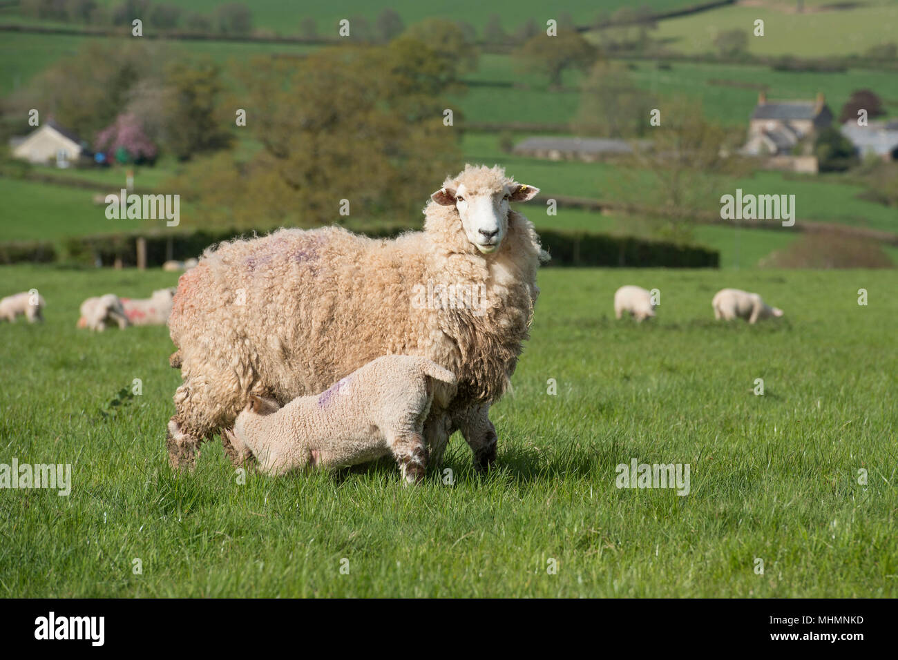 ewes and lambs in countryside Stock Photo