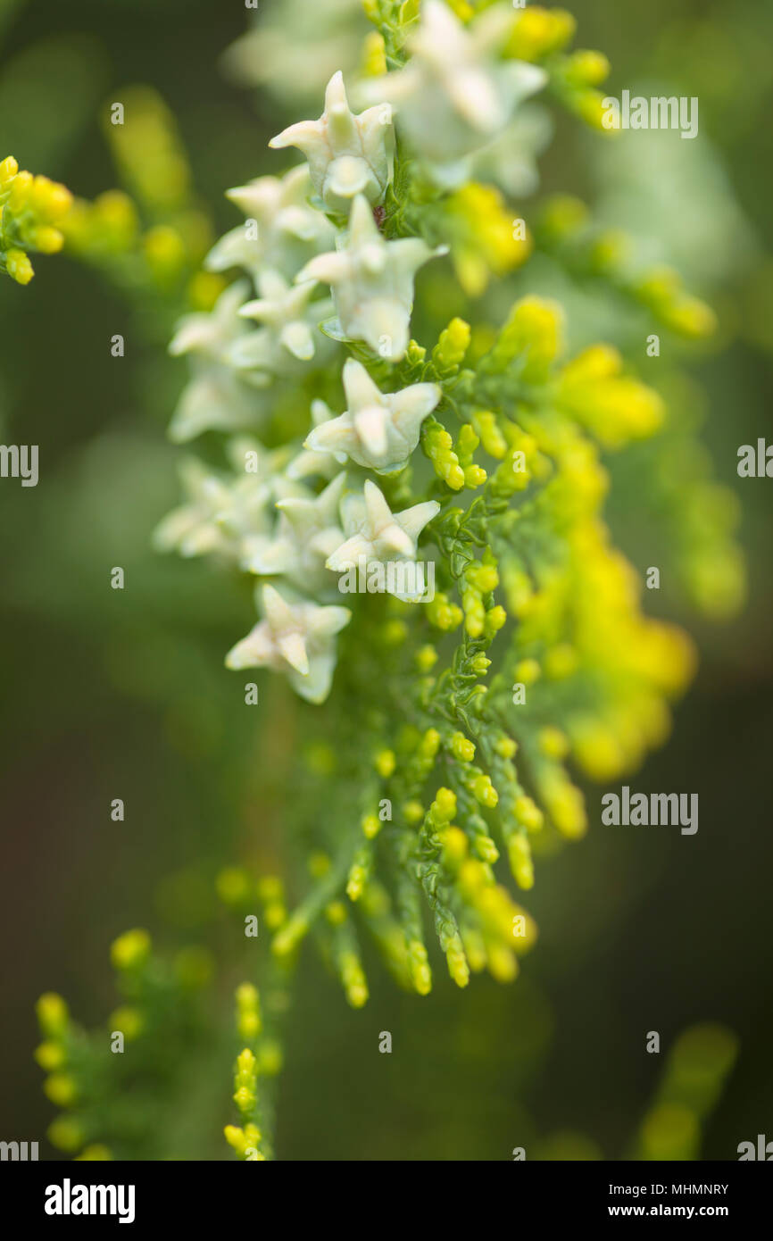 thuja branches with small green cones natural macro background Stock Photo