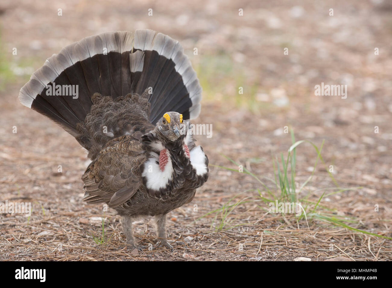 A wild turkey looking at you Stock Photo