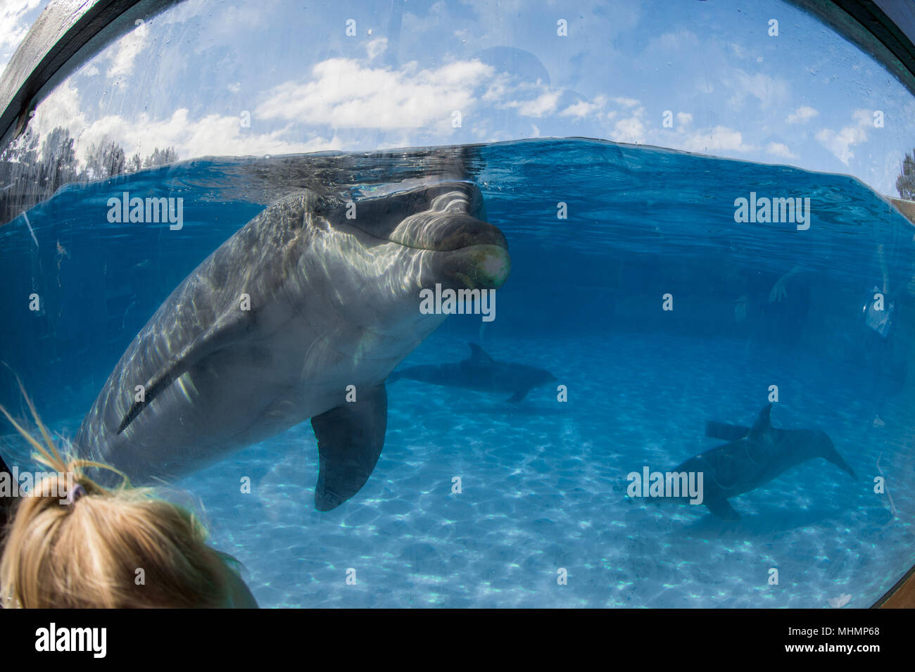 dolphin close up portrait while looking at you Stock Photo - Alamy
