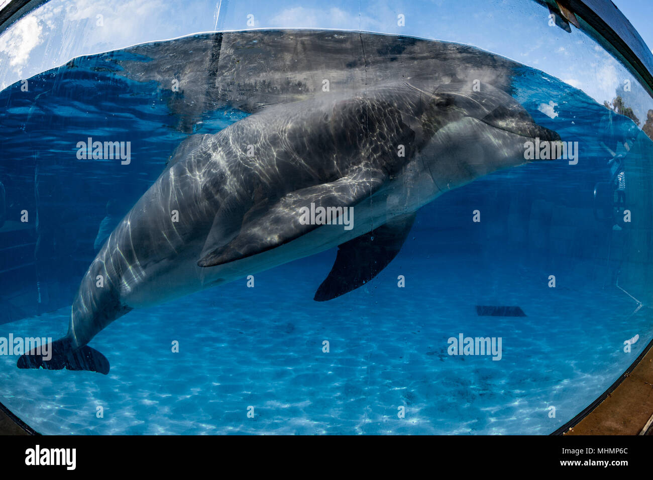 dolphin close up portrait while looking at you Stock Photo - Alamy