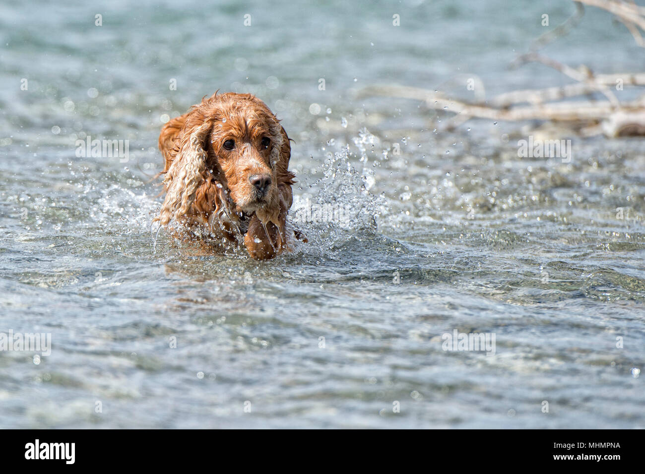 Cocker Spaniel Playing Playing english cocker spaniel hi-res stock photography and images - Alamy