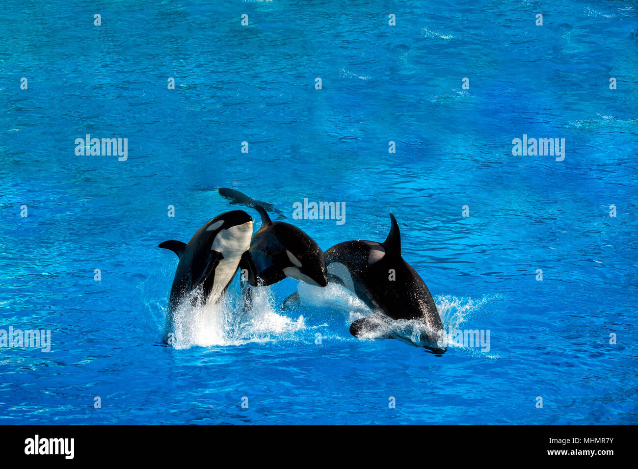 orca killer whale while jumping outside the water Stock Photo - Alamy