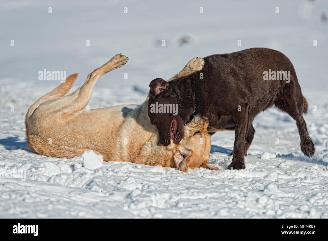 dogs while playing on the snow background Stock Photo - Alamy