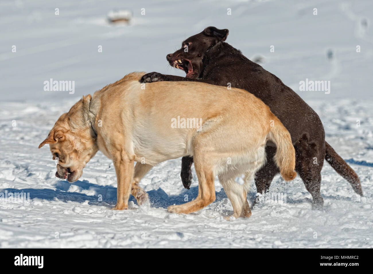 dogs while playing on the snow background Stock Photo - Alamy