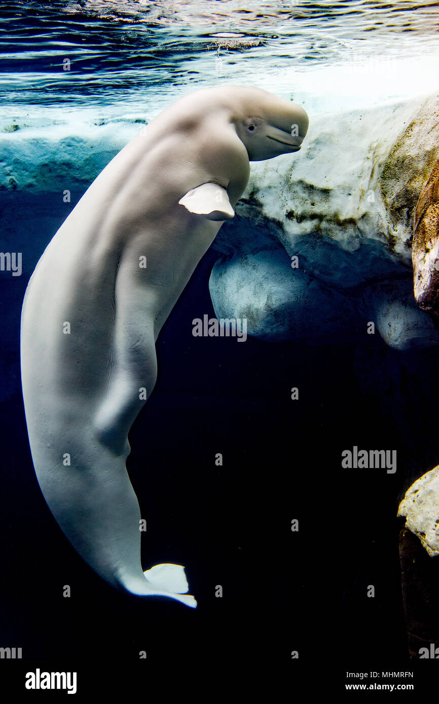 Beluga whale white dolphin portrait while eating underwater Stock Photo