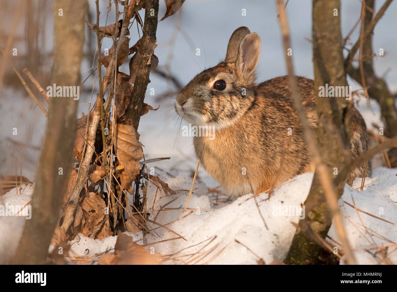 Заяц грызет морковку. Кролик ест морковку. Кролик ест морковку. Зайцы объели кору. Что едят зайцы.