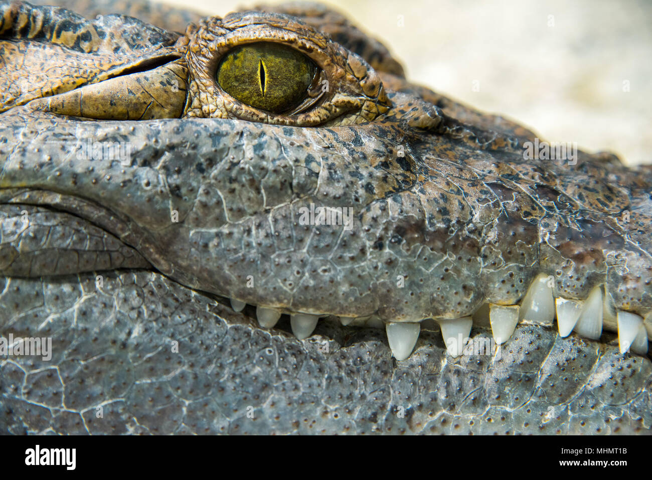 Crocodile Alligator eye detail macro Stock Photo