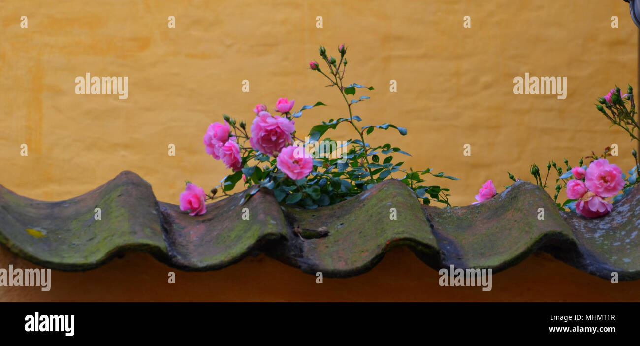 Pink Roses over Wall Stock Photo