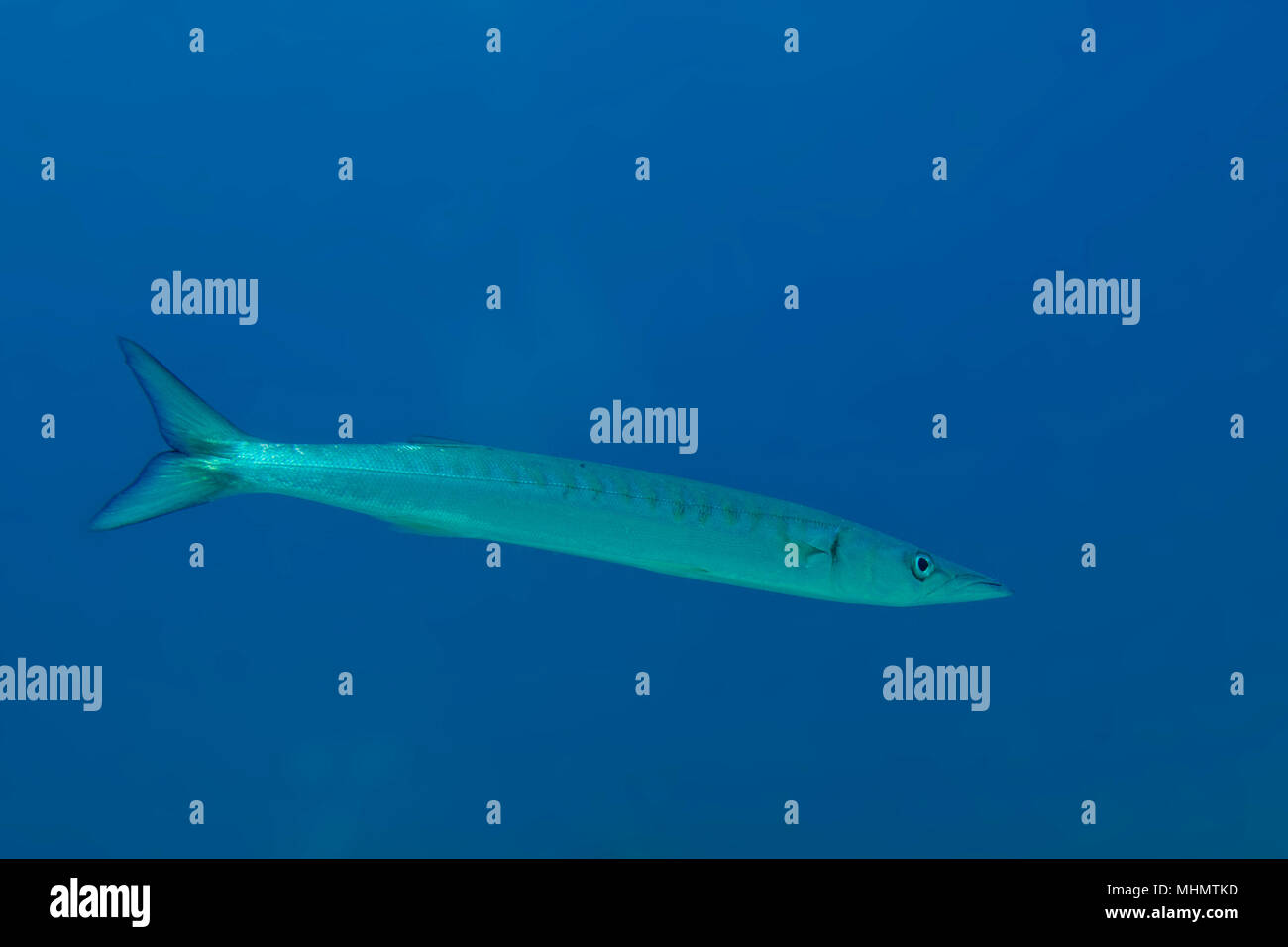 Barracuda Fish underwater close up portrait Stock Photo Alamy