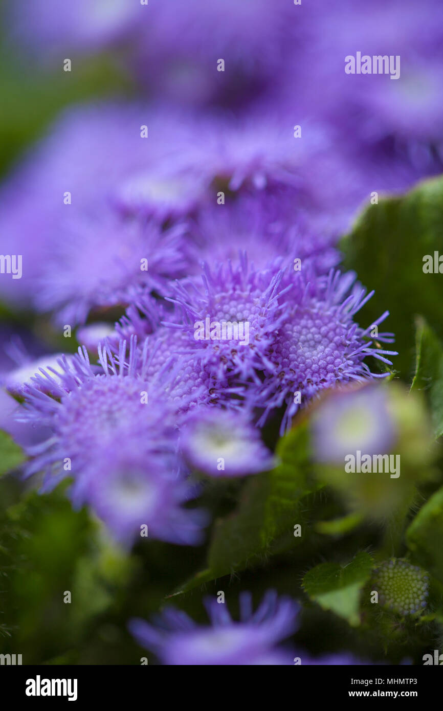 Ageratum conyzoides, billygoat-weed natural macro background Stock Photo