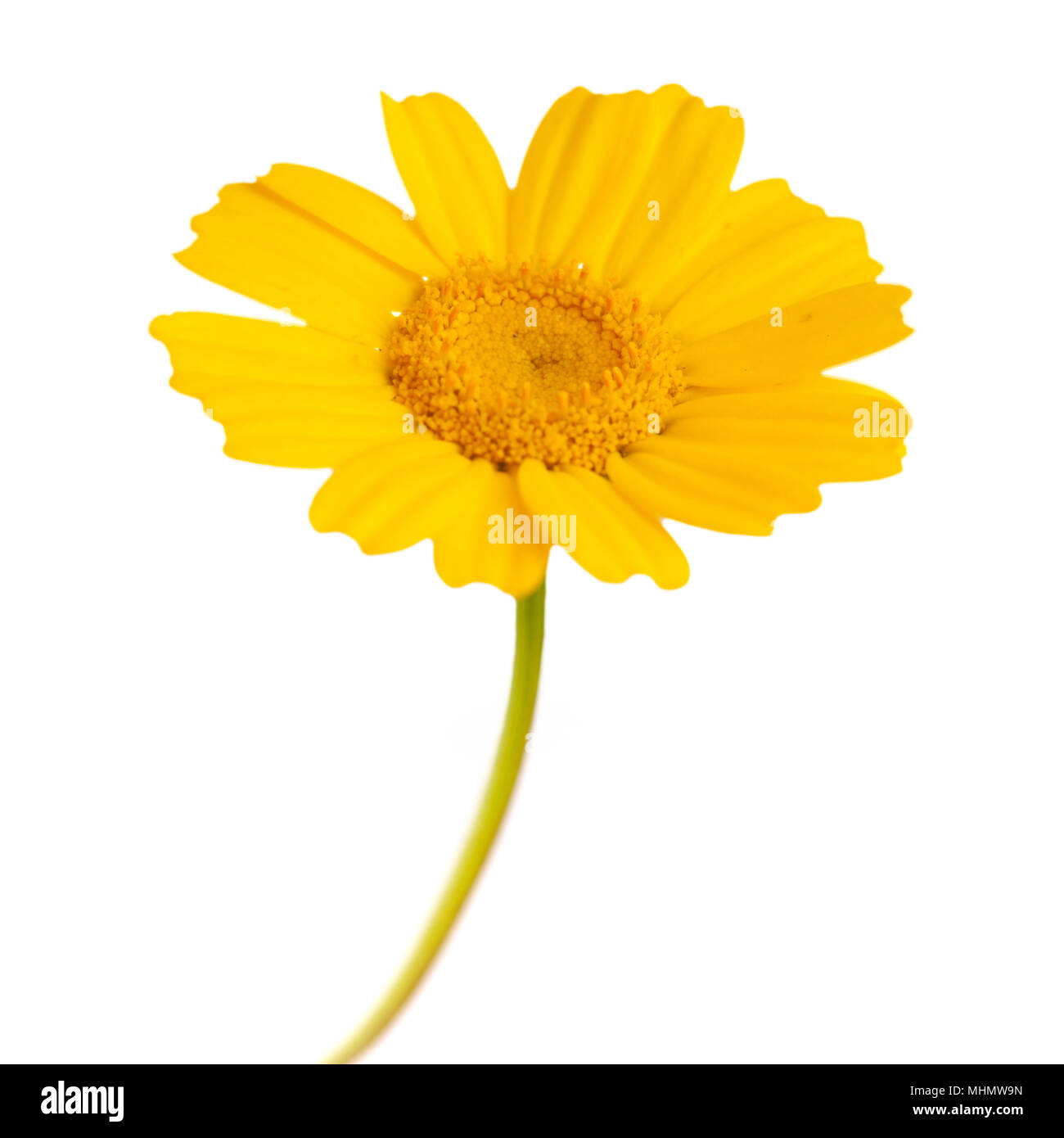 single All-yellow garland chrysanthemum isolated on white background Stock Photo