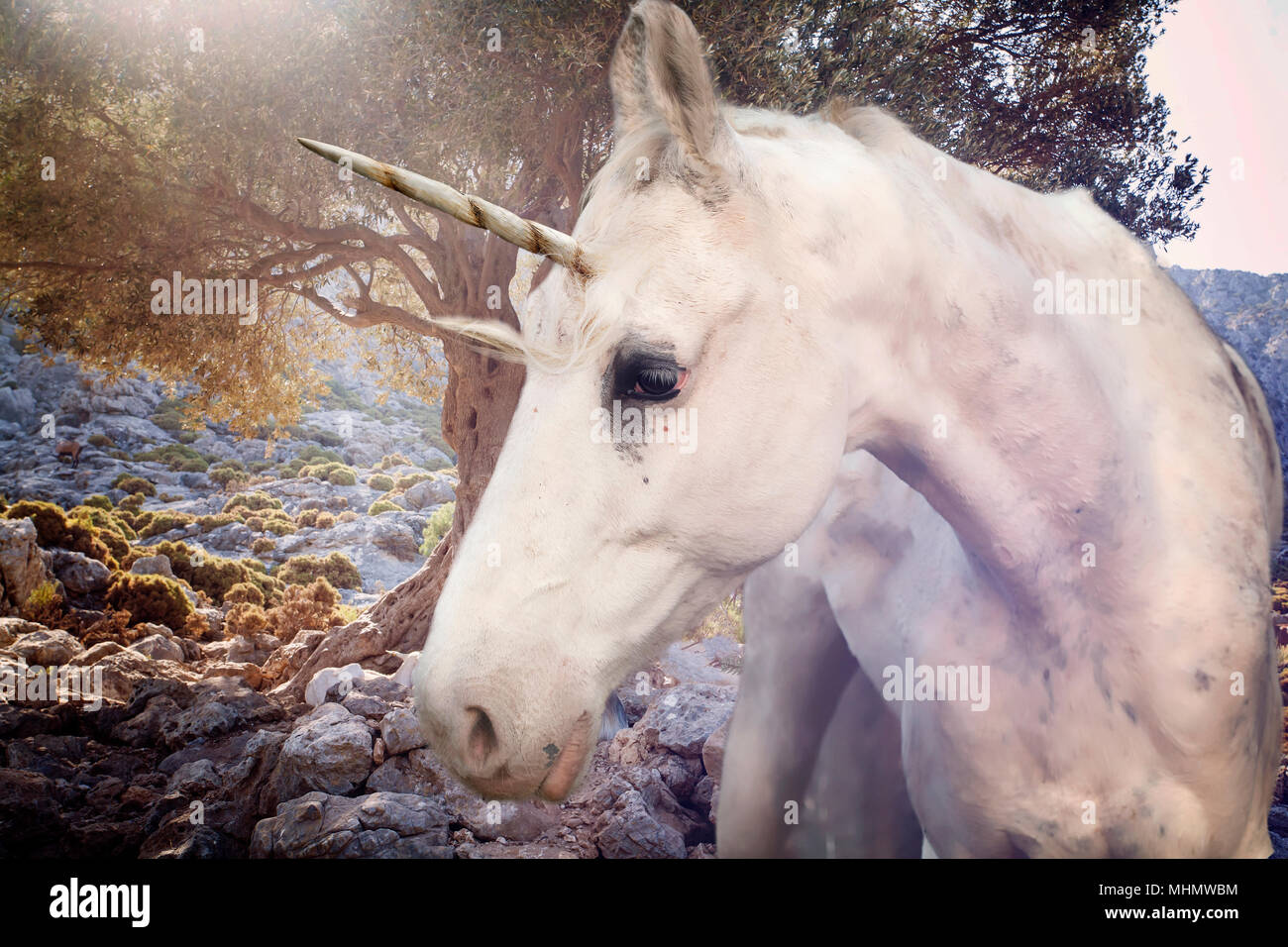 Real unicorn walking in rocky land Stock Photo - Alamy