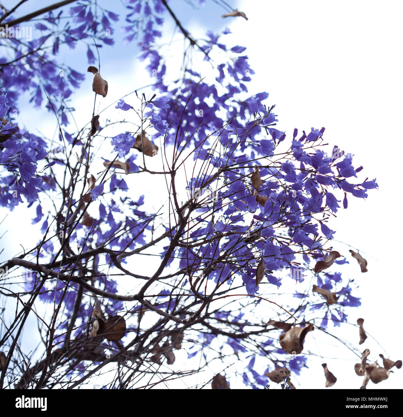 Flowers of blue jacaranda, Jacaranda mimosifolia, isolated on white Stock Photo