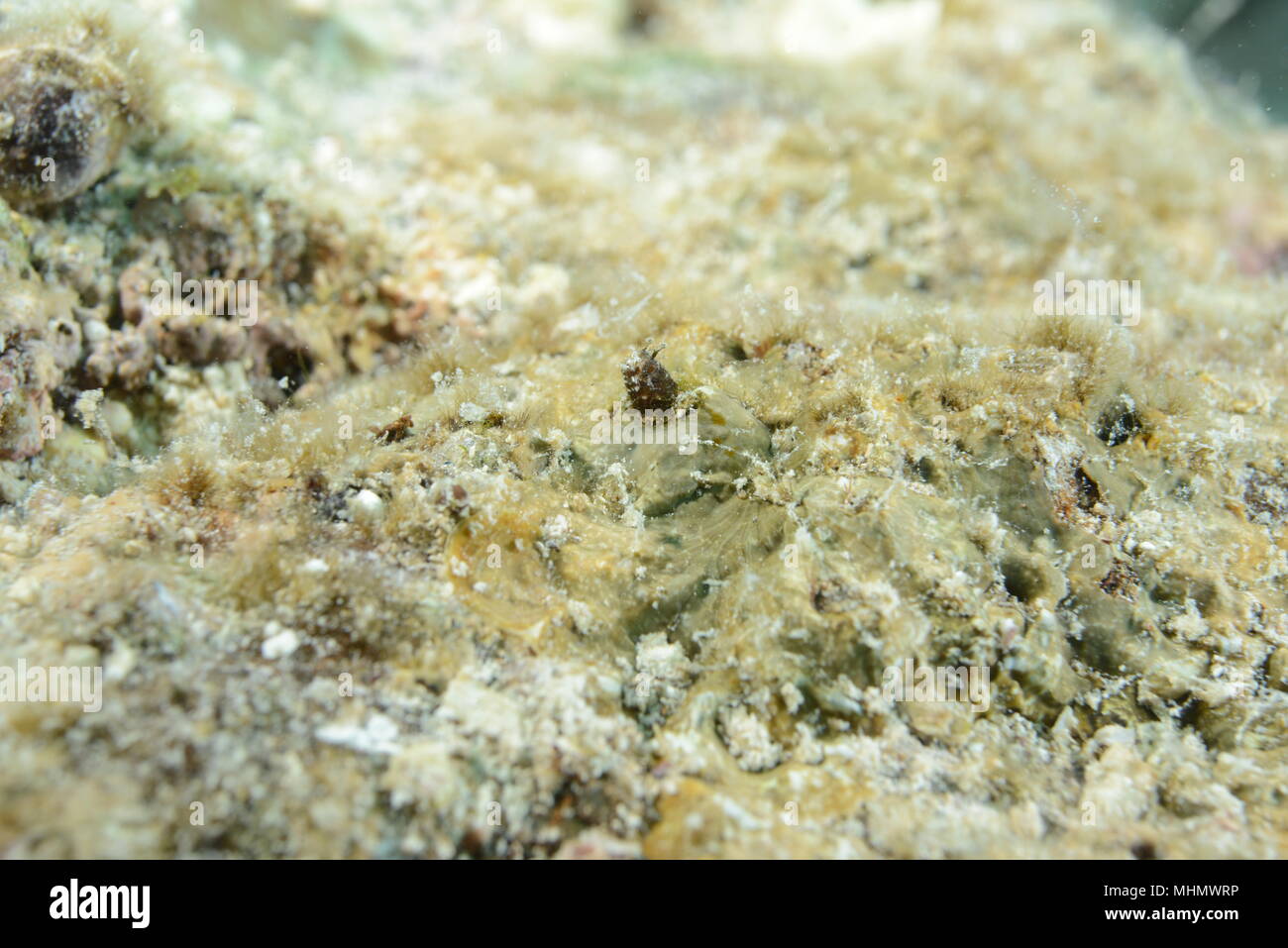 Goby fish close up portrait while scuba diving Stock Photo