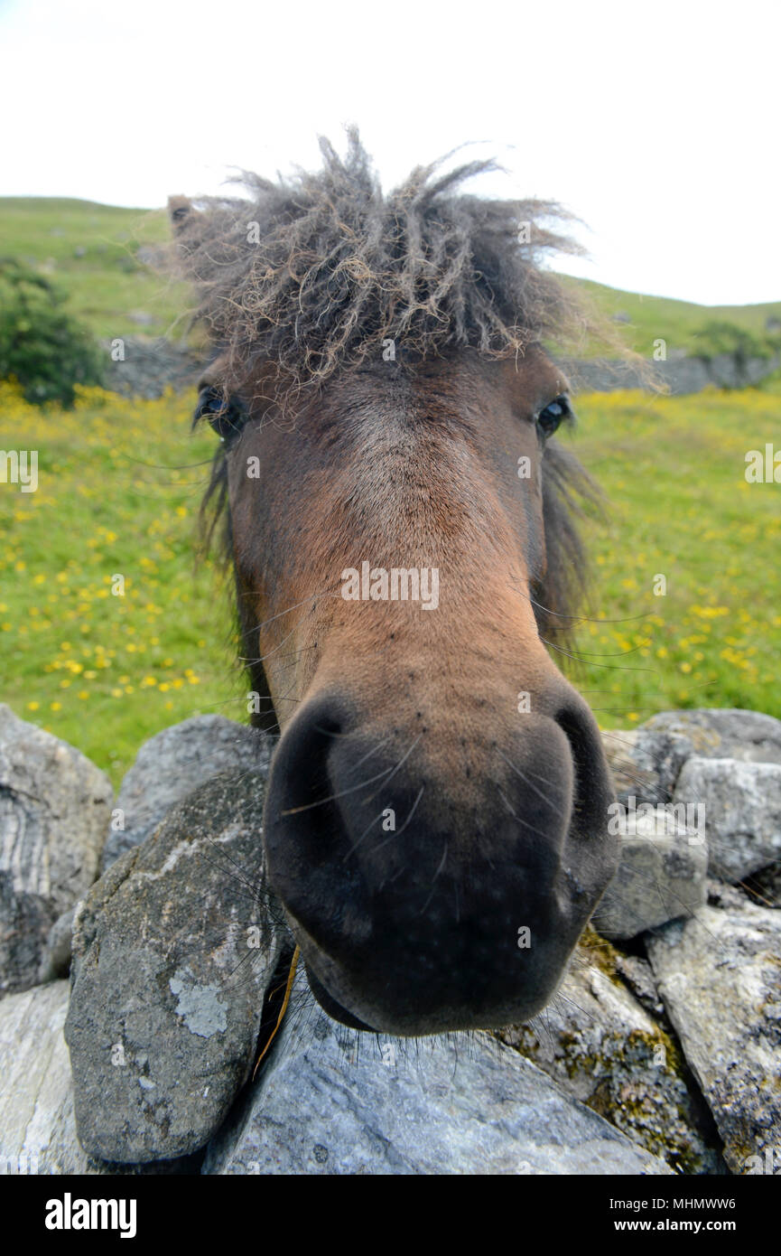 Pony looking over an old stone wall close up Stock Photo
