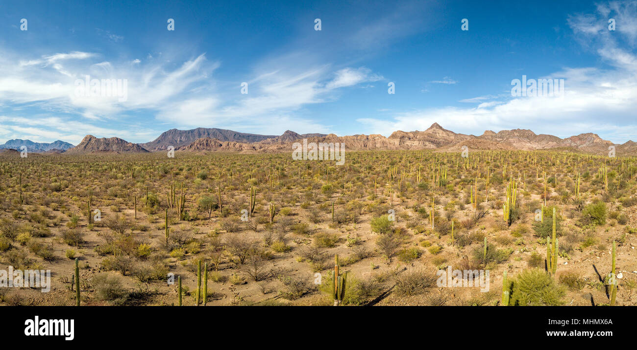 cactus and mountains aerial panorama Baja California Sur Rocks desert  landscape view with drone Stock Photo - Alamy