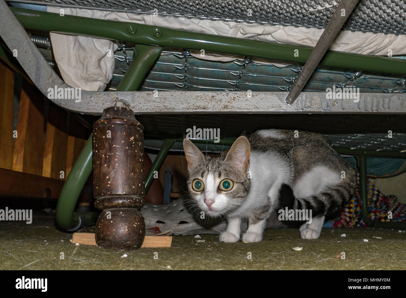 curious cat hiding under the bed and looking funny at you Stock Photo