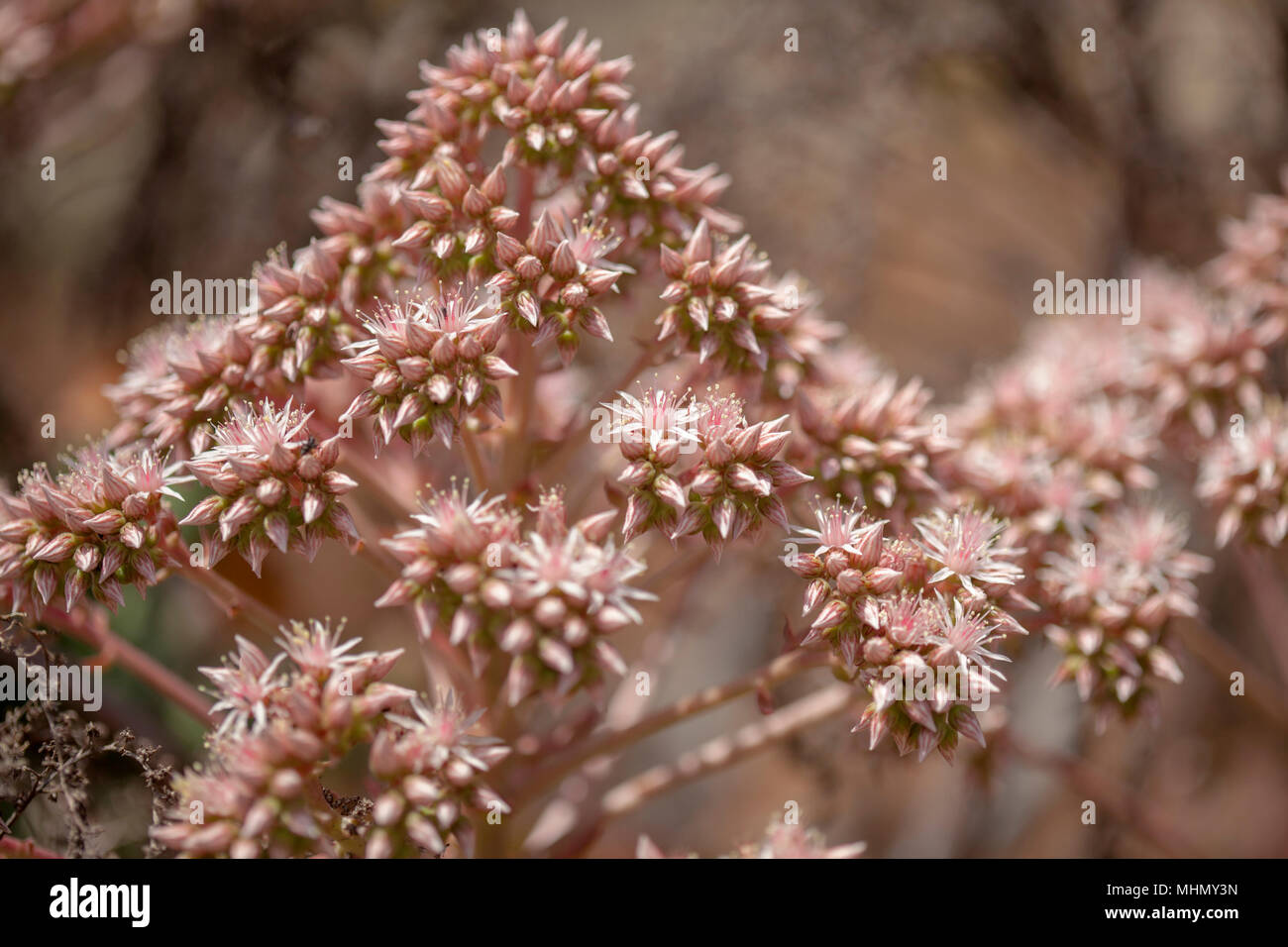 Flora of Gran Canaria -  Aeonium percarneum Stock Photo