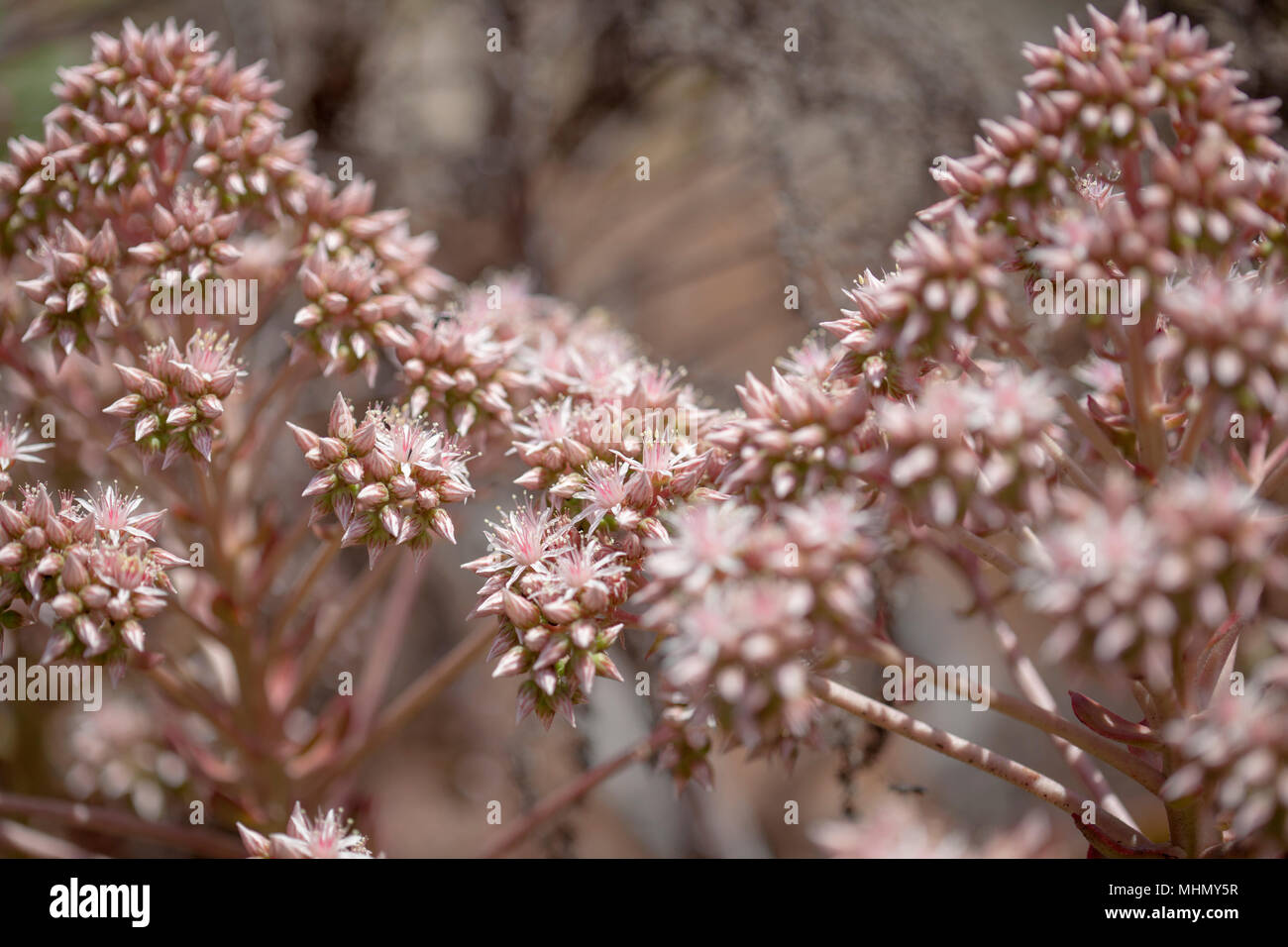 Flora of Gran Canaria -  pink flowers of succulent plant Aeonium percarneum, endemic to the island Stock Photo