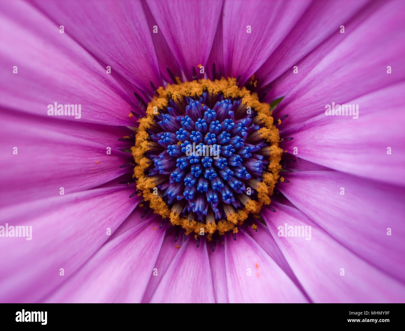 Macro image showing a pink osteospermum flower, selective focus on the centre of flower. Stock Photo