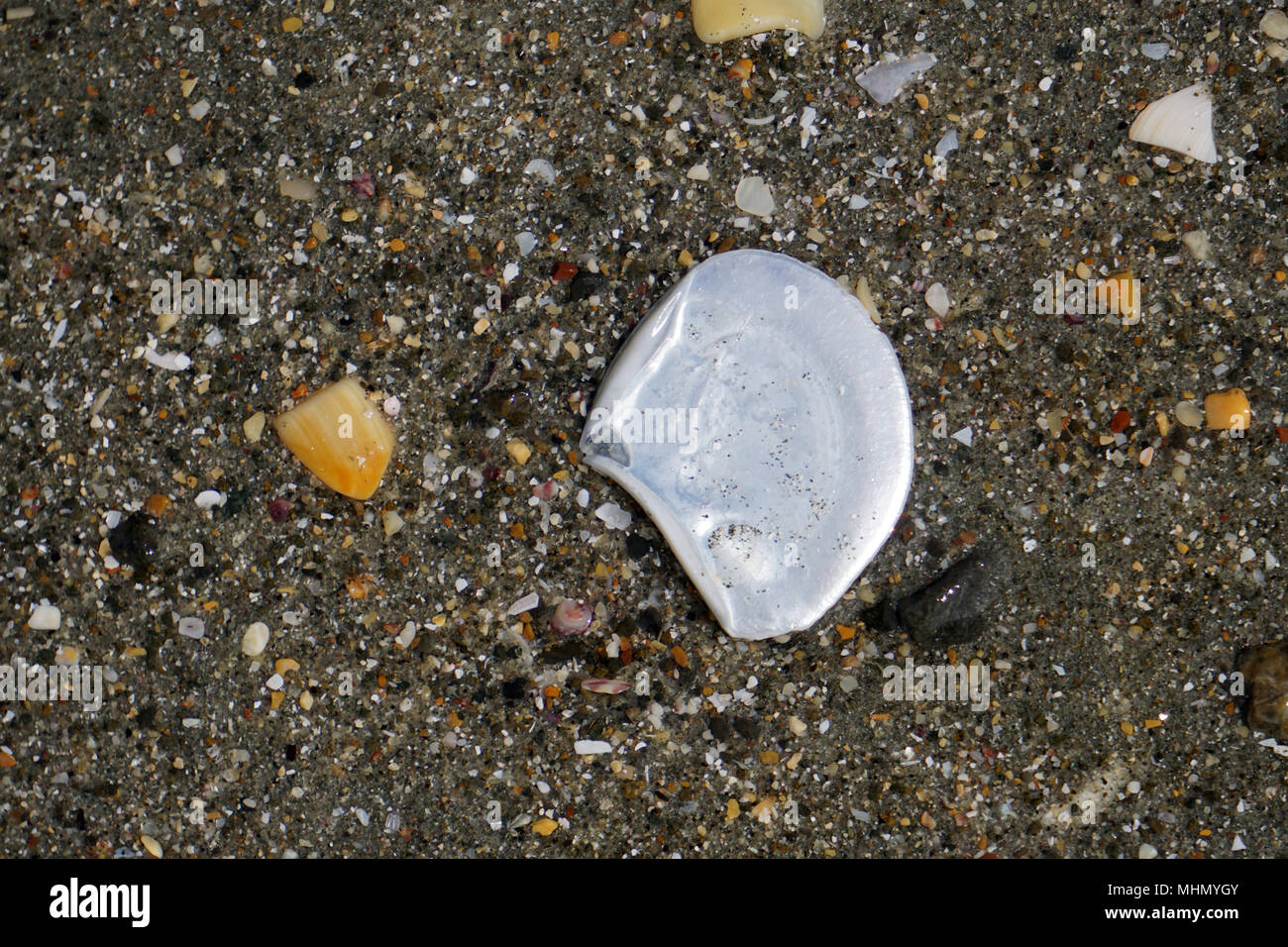 Thousand shells hi-res stock photography and images - Alamy