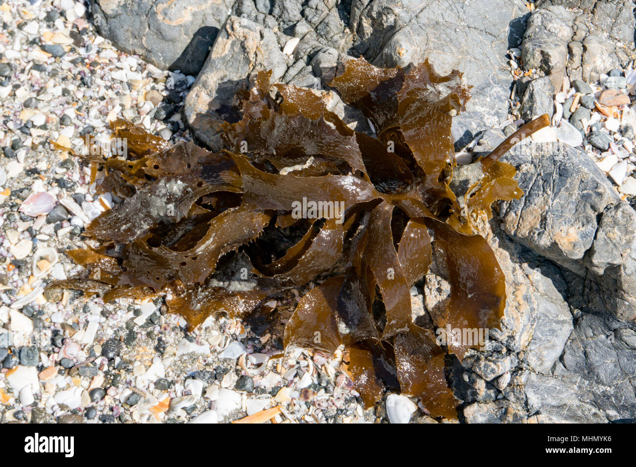 kelp seaweed on the beach Stock Photo