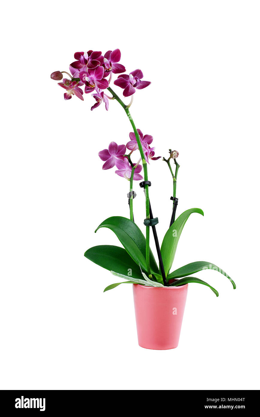 Purple Phalaenopsis Orchid Flower in a flower pot isolated against a white background with clipping path included. Also known as the Moth Orchids. Stock Photo