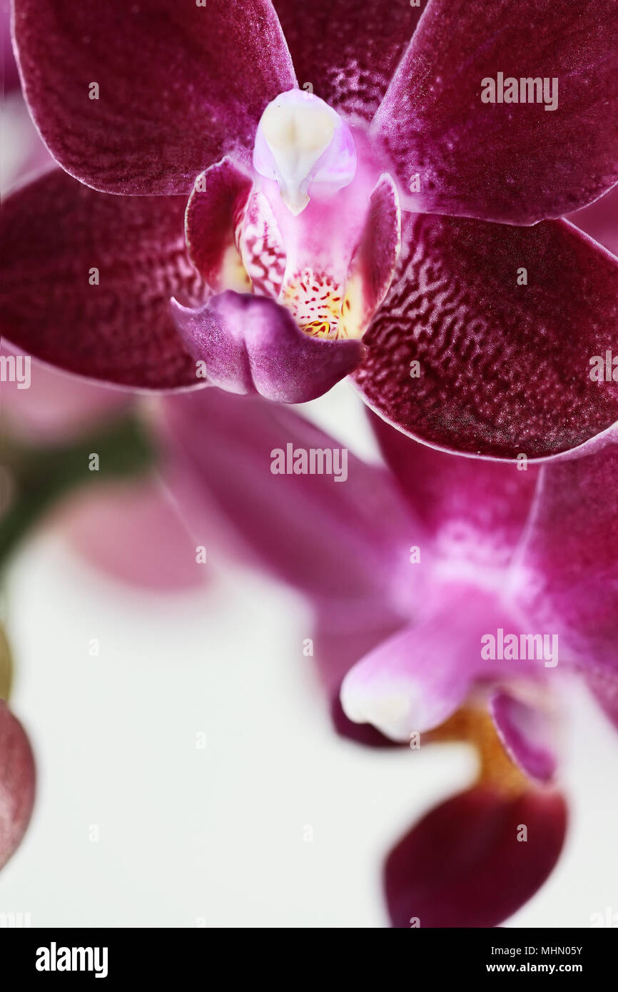 Abstract macro of a purple Phalaenopsis Orchid Flower, also known as the Moth Orchid, with extreme shallow depth of field. Stock Photo