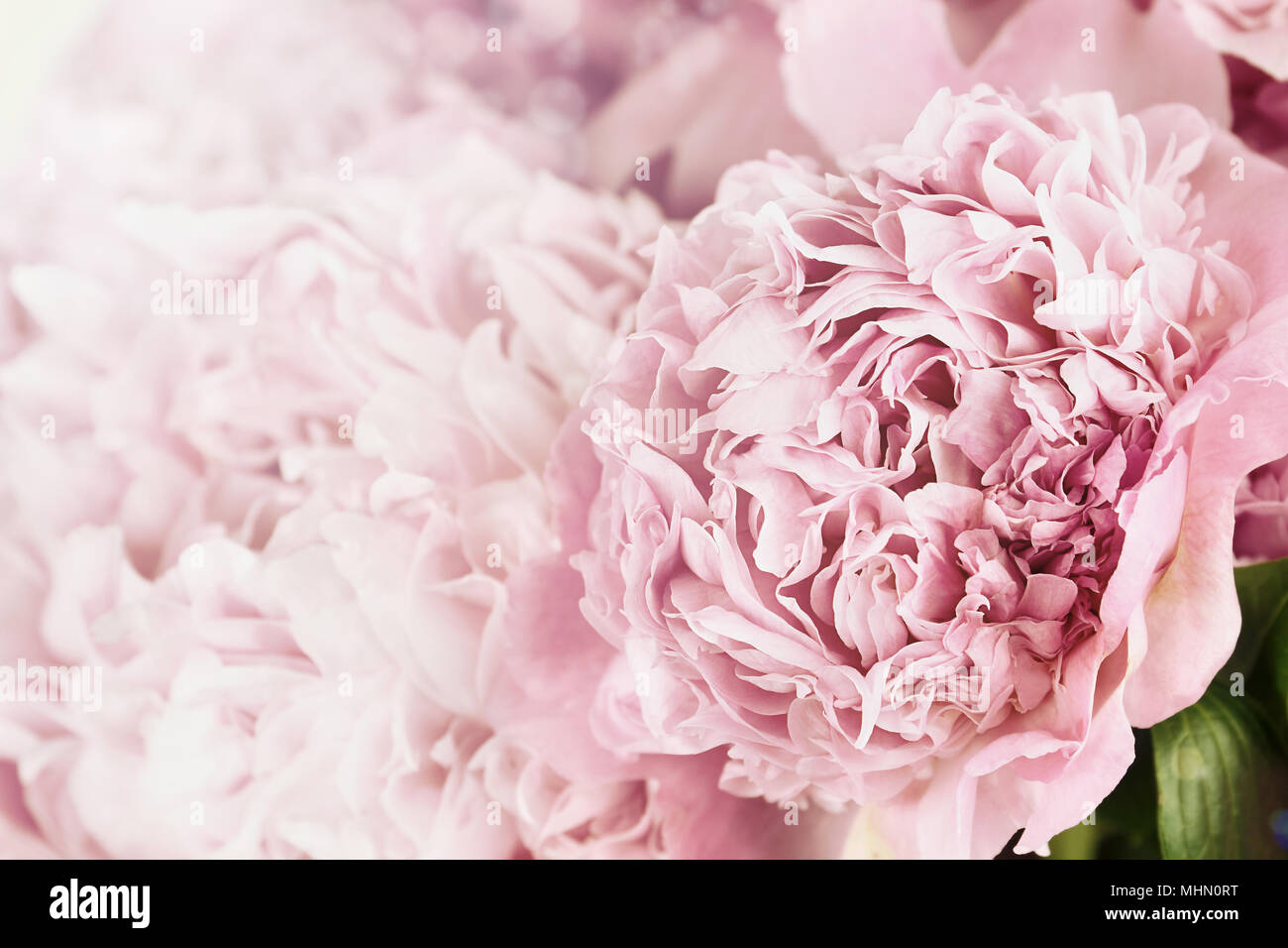 Beautiful toned pink peonies in the sunlight. Extremely shallow depth of field with selective focus on flower in foreground. Stock Photo