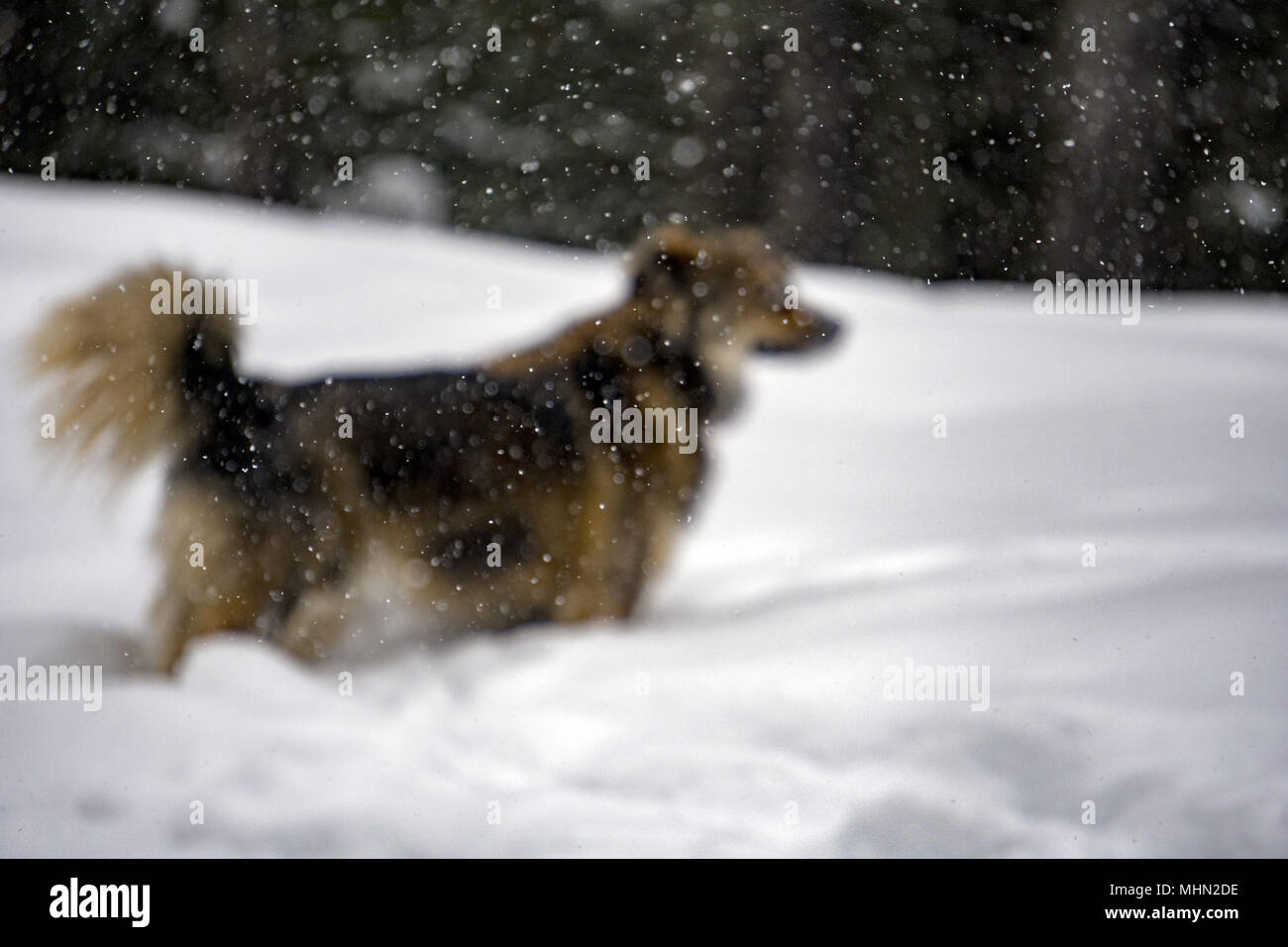 Dog portrait in the snow background in winter time Stock Photo - Alamy