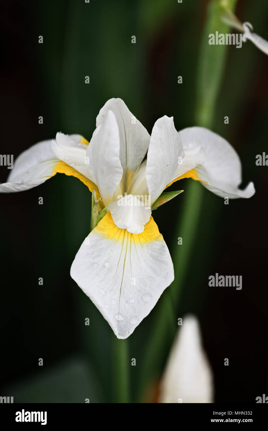 Siberian Iris with extreme shallow depth of field. Stock Photo