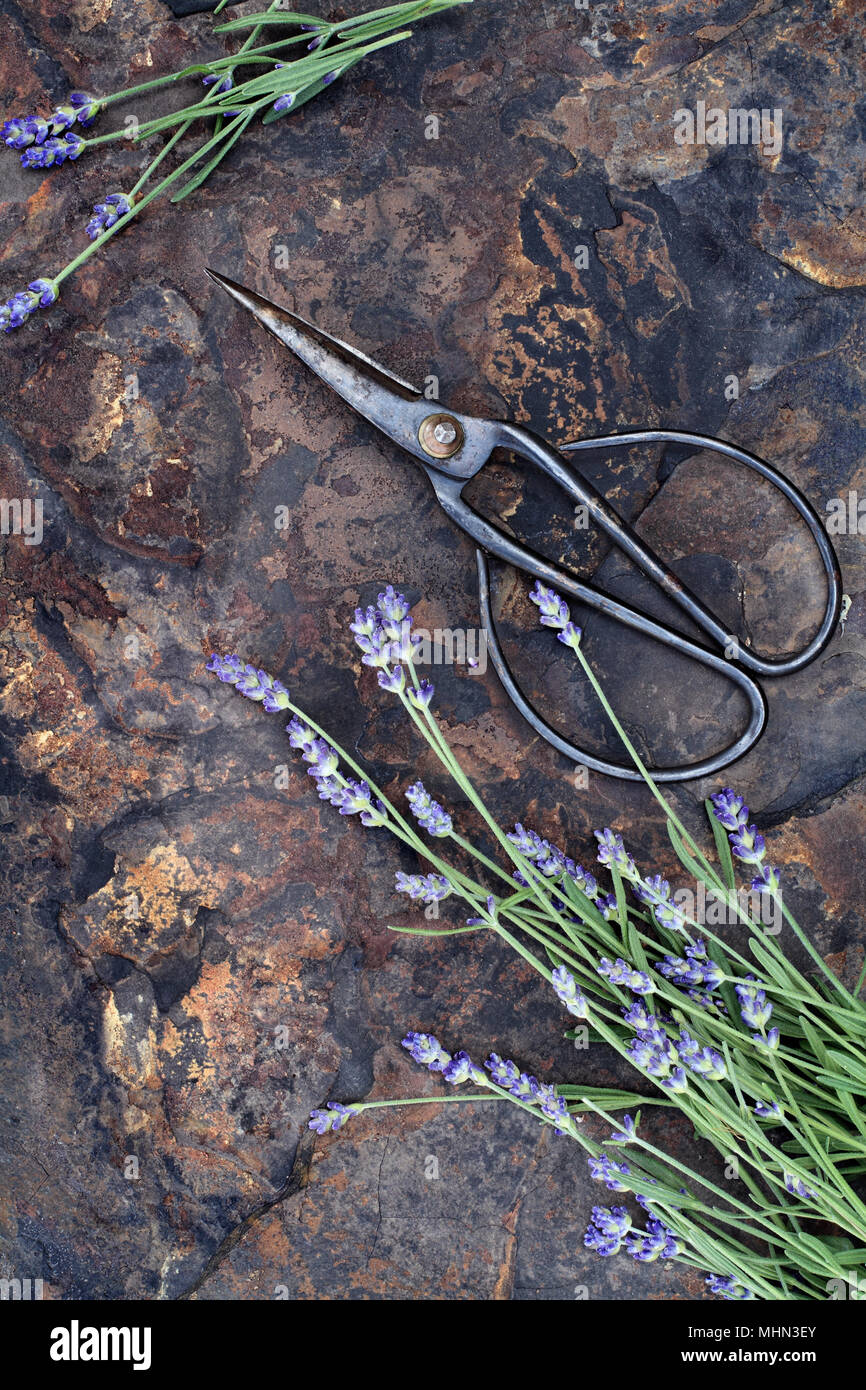 Fresh lavender with antique scissors over a rustic slate background shot from above. Stock Photo
