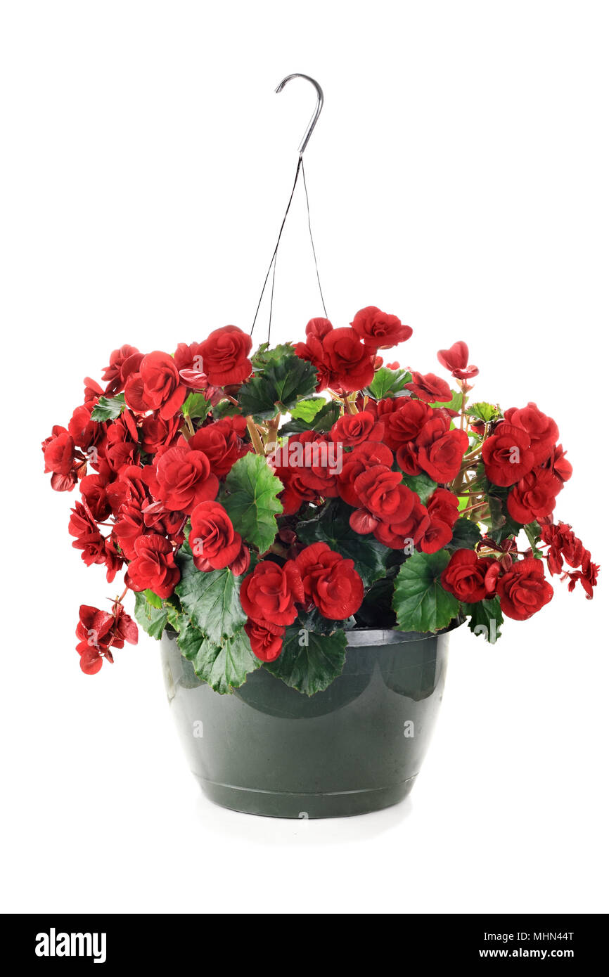 Hanging Basket with Begonias flowers isolated over a white background with clipping path included. Stock Photo