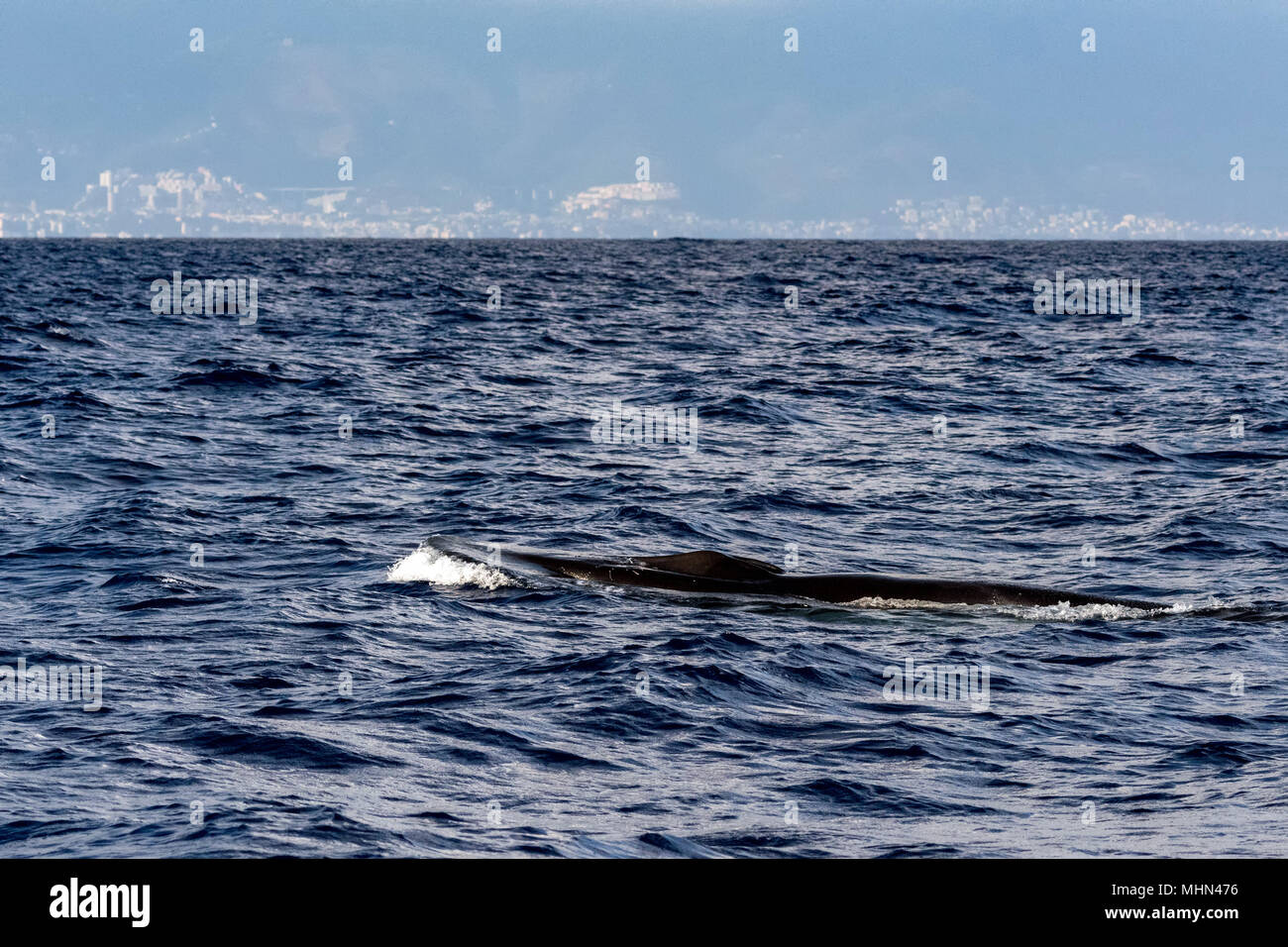 Fin Whale endangered specie rare to see in Mediterranean sea Stock ...