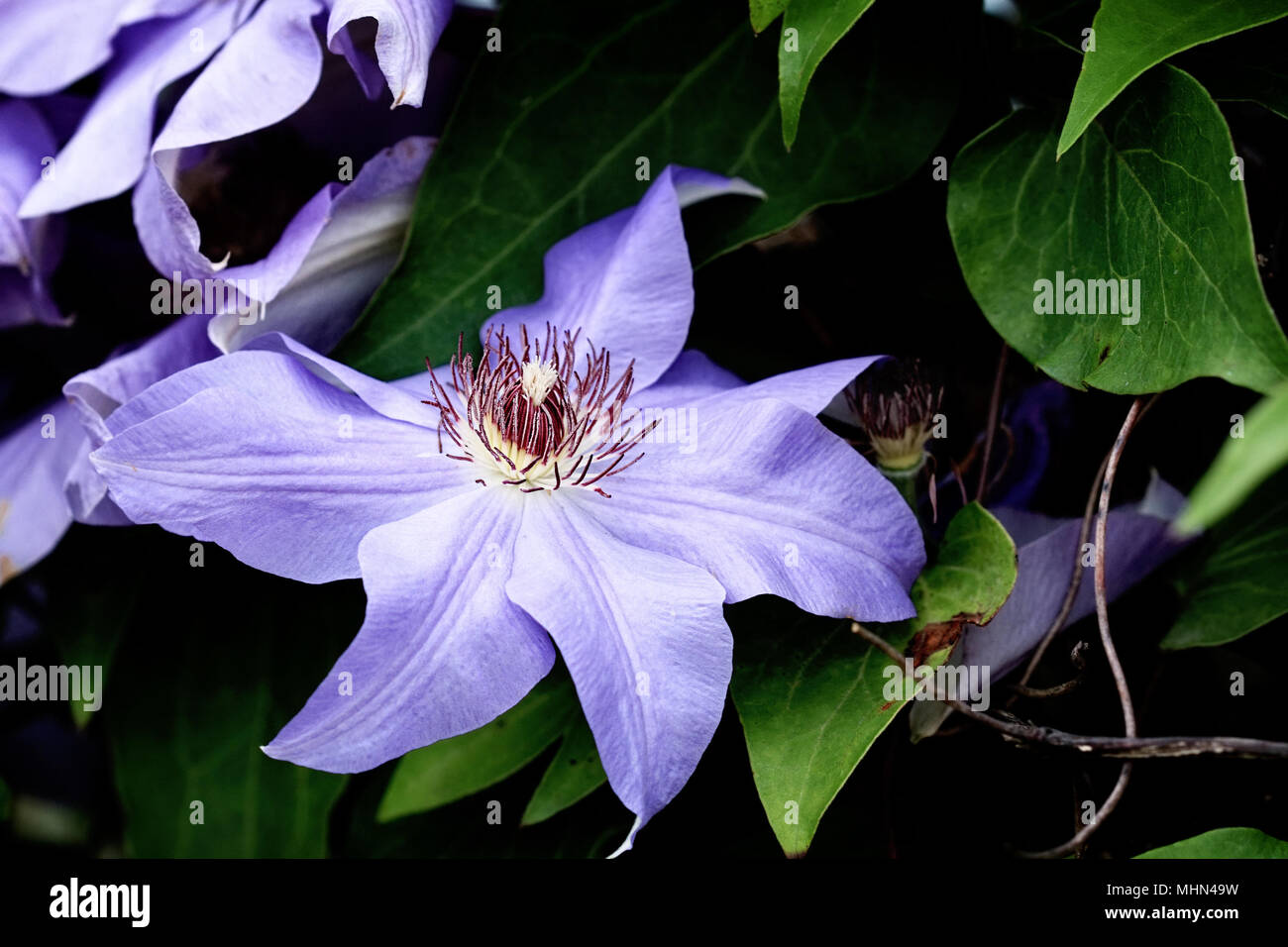 Macro of a violet clematis with extreme shallow depth of field. Stock Photo