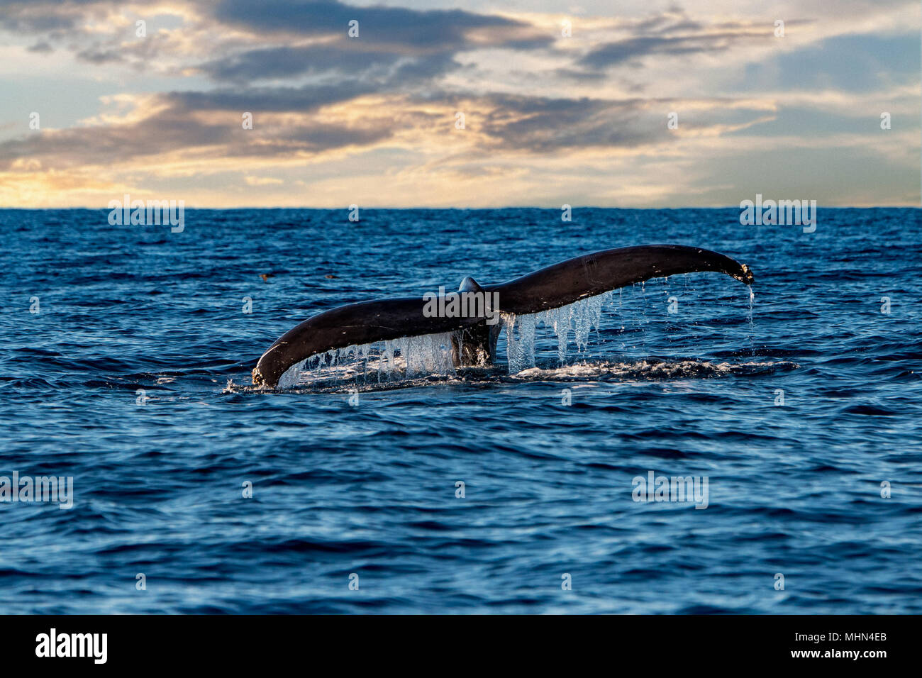 humpback whale tail on pacific ocean background Stock Photo - Alamy