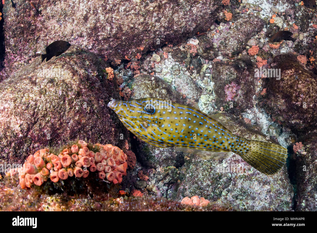 An isolated harlequin filefish looking at you while swimming in the ...