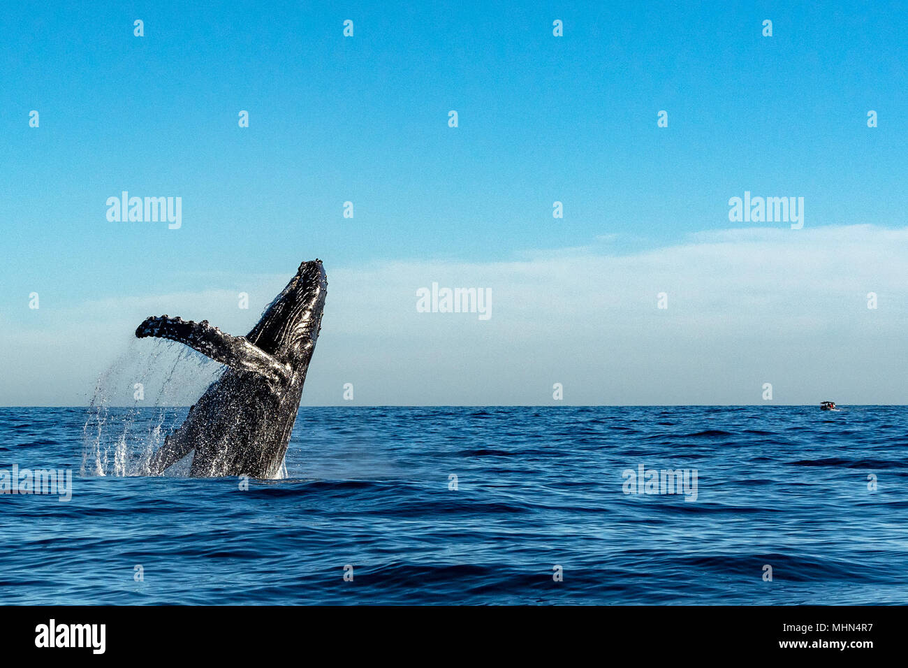 humpback whale breaching on pacific ocean background Stock Photo - Alamy