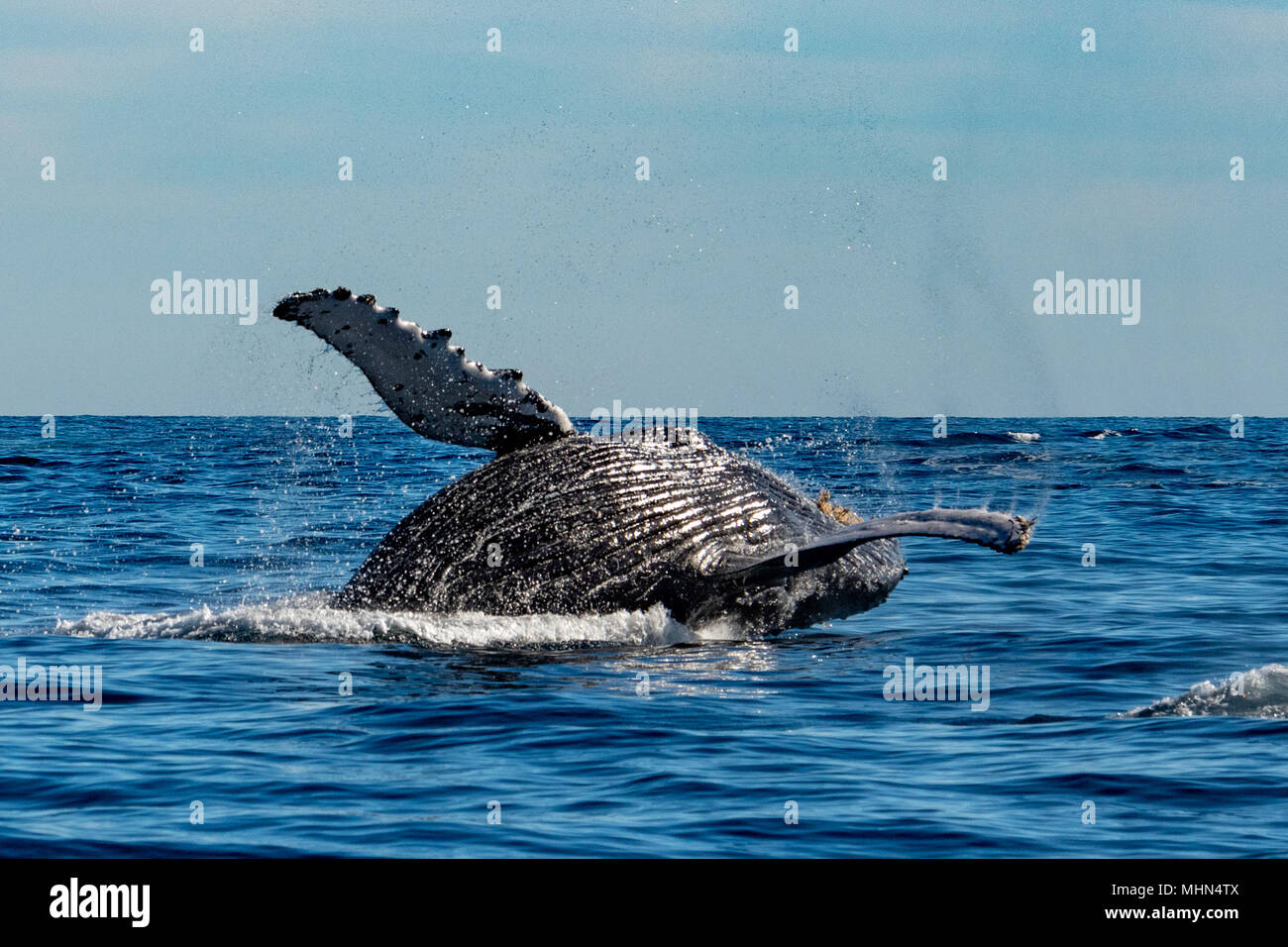 humpback whale breaching on pacific ocean background Stock Photo - Alamy