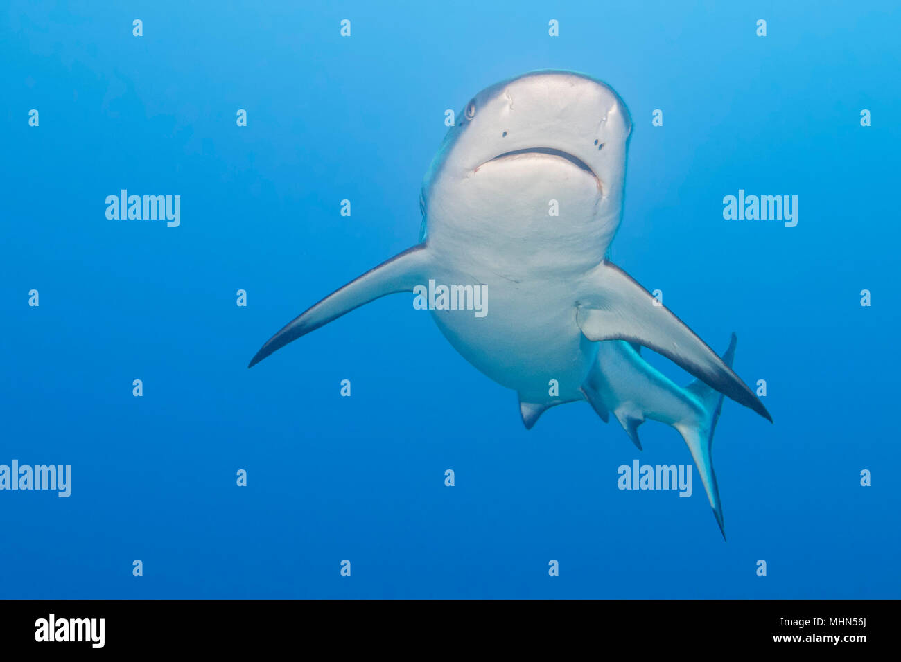 Shark jaws ready to attack underwater close up portrait Stock Photo - Alamy