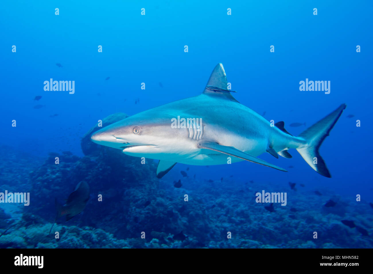 Shark jaws ready to attack underwater close up portrait Stock Photo - Alamy