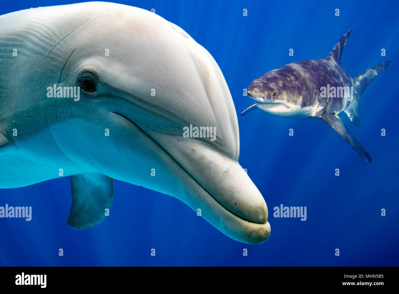 dolphin underwater great white shark attack on ocean background looking at you Stock Photo