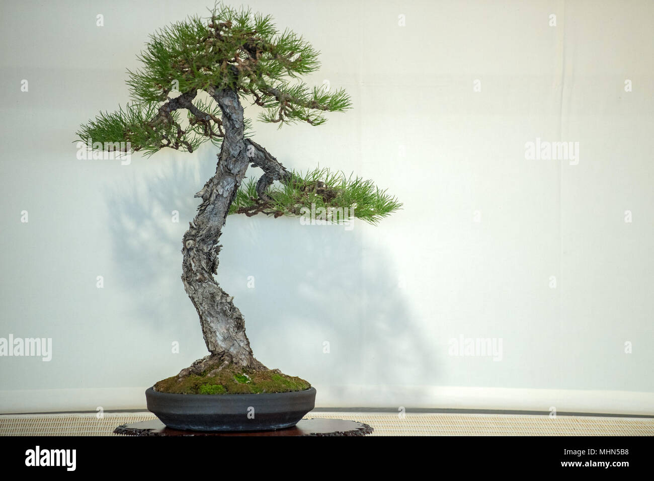 Bonsai tree isolated on white background Stock Photo - Alamy