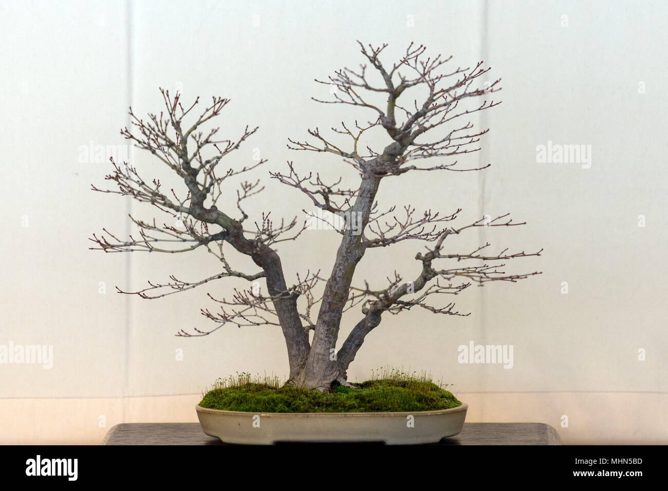 Bonsai tree isolated on white background Stock Photo - Alamy