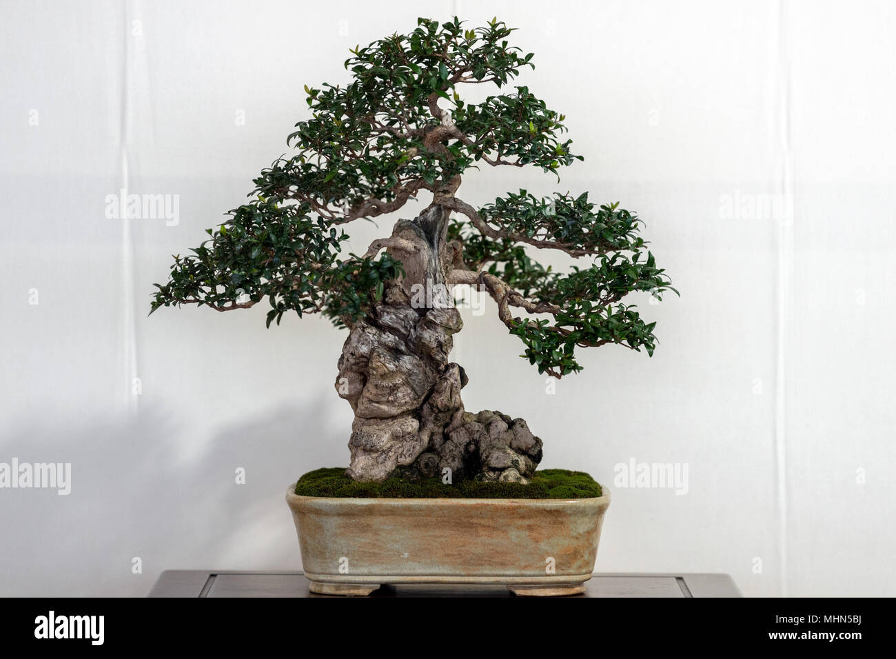 Bonsai tree isolated on white background Stock Photo - Alamy