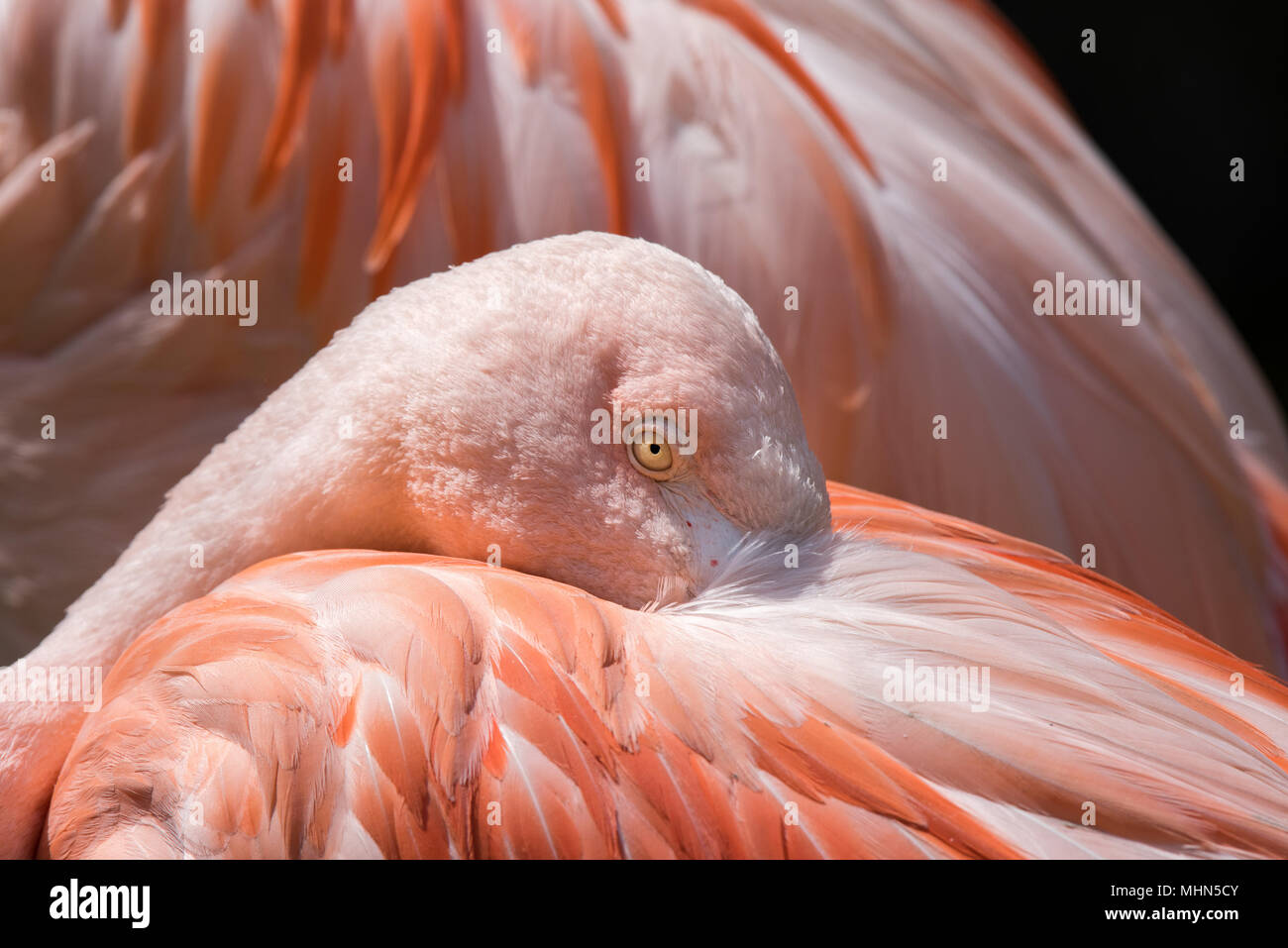 Pink flamingo portrait eye detail Stock Photo Alamy