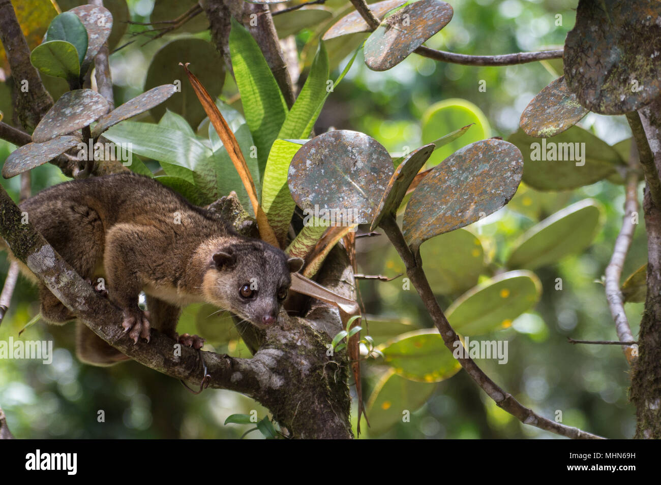 Kinkajou, Potus flavus, Procyonidae, Monteverde Cloud Forest Reserve, Costa Rica, Centroamerica Stock Photo