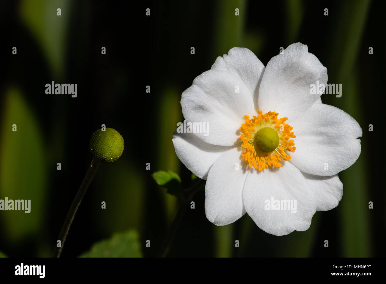White flower with yellow centre hi-res stock photography and images - Alamy