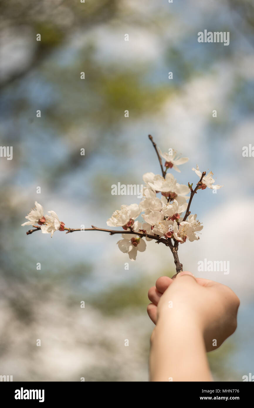 Hand of a child with flowers of apricot. Children's hand. Flowers in hand. White flowers of apricot. Spring flowering of fruit trees. selective, aroma Stock Photo